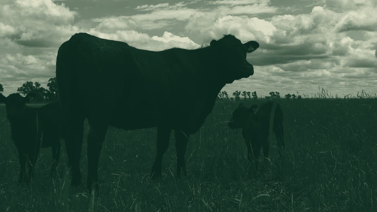 Vaca con sus terneros en la pastura